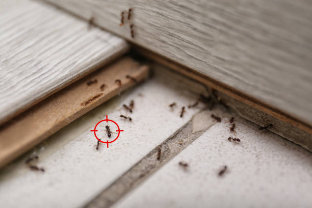 Flea Control Services in Nellysford, VA