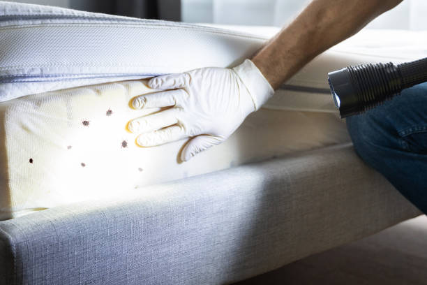 Best Flea Control Services  in Nellysford, VA
