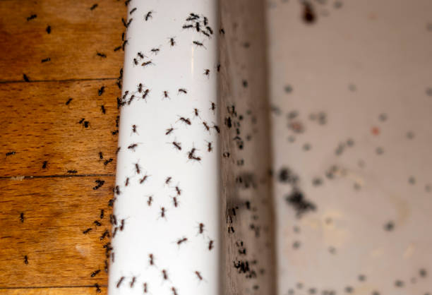 Professional Pest Control in Nellysford, VA