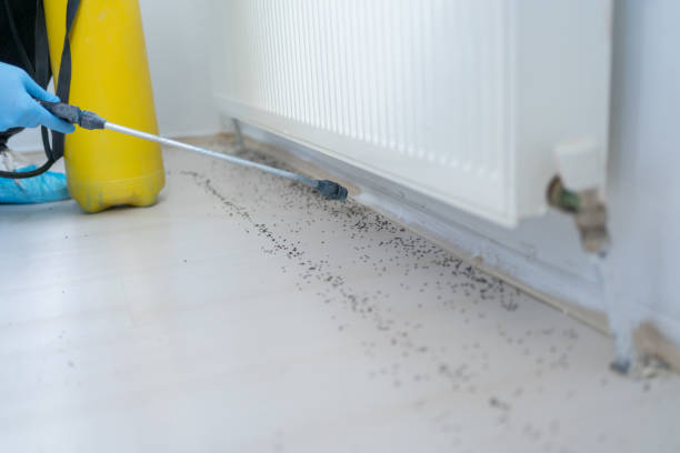 Best Bed Bug Extermination  in Nellysford, VA