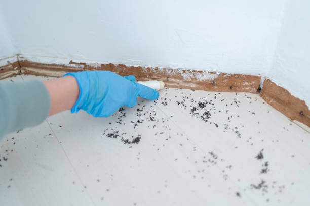 Best Residential Pest Control  in Nellysford, VA